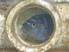 Cynotilapia mbamba Cynotilapia mbamba