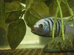 Cynotilapia afra Cynotilapia afra