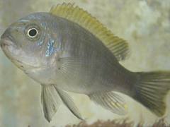 Cynotilapia mbamba Cynotilapia mbamba
