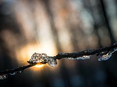 Lulea Forest III
