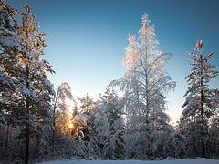 Lulea Forest II