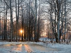 Lulea Forest V