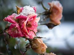 First Snow - 335/365