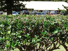 starr-070403-6405-Ligustrum_sp-hedge-Lanai_City-Lanai starr-070403-6405-Ligustrum_sp-hedge-Lanai_City-Lanai