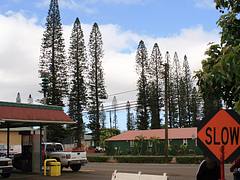 Slow Life in Lanai City Slow Life in Lanai City