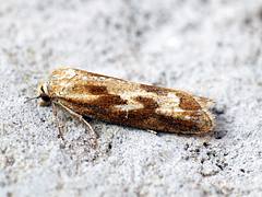 [1016] Cnephasia longana