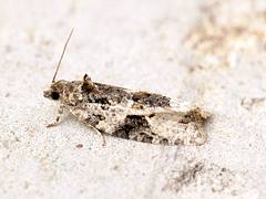 [1091] Apotomis lineana
