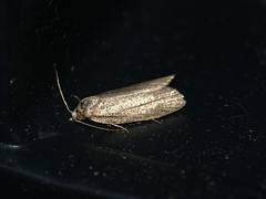 [1016] Cnephasia longana