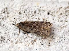 [0854] Anacampsis blattariella