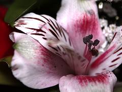 IMG_0871