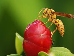 Avispa, Wasp. Avispa, Wasp.