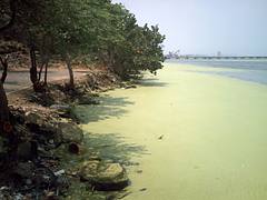 Algae bloom in Lake Maracaibo, Venezuela Algae bloom in Lake Maracaibo, Venezuela