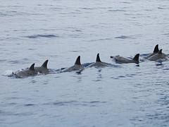 Dolphins swimming in synch, Moorea