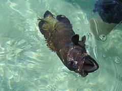 Grouper on the fly, Huahine