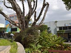 Mayaguez, Puerto Rico