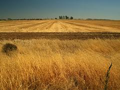 tumbleweed, hot, asleep tumbleweed, hot, asleep