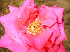 Pretty In Pink Pretty In Pink