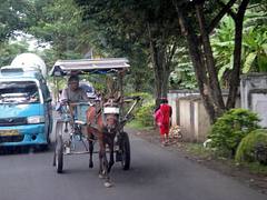 Manado Horse and Cart Manado Horse and Cart