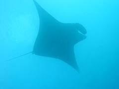 Manta
