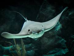Manta