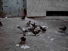 Mafia