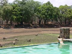 Poolside safari Poolside safari