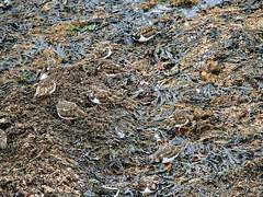 10.5 Margate Turnstones