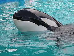 MIAMI SEAQUARIUM
