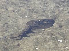 Banjo shark/ray in Lake Merimbula Banjo shark/ray in Lake Merimbula