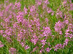 Mauve flowers