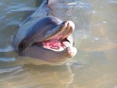 Dolphin at Monkey Mia