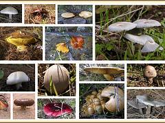 Mushrooms Gurugú/Setas del Gurugú