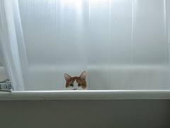 milo tub
