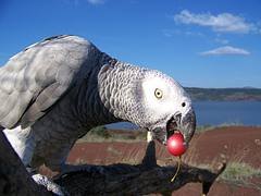 zeb_salagou copie 6 zeb_salagou copie 6
