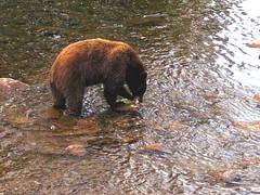 Brown Bear with fish at Mammoth Lake, California