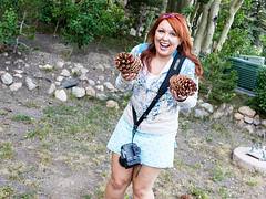 Giant Jeffrey Pine Cones in Mammoth Lakes, CA