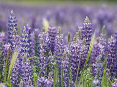 Lots of Lupine!