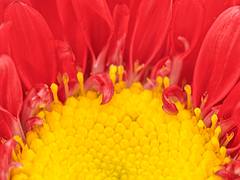 Matsumoto Aster Macro - HDR