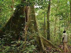Rain forest Rain forest