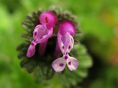 Ortiga mansa * Lamium amplexicaule (avance de primavera)