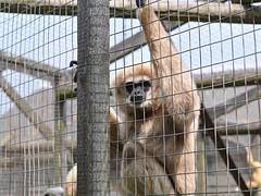 Lar Gibbon hangs on its cage Lar Gibbon hangs on its cage
