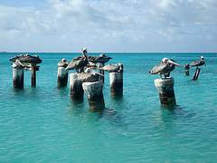 Pelicanos em Dos Mosquises / Pelicans at Dos Mosquises