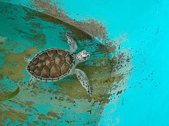 Tartaruga verde bebê 1 / Baby green turtle 1