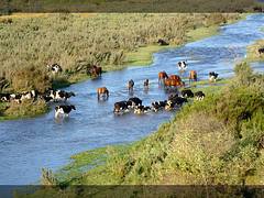 Animales cruzando el río [mar 22]