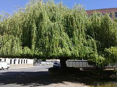 coiffed willow tree coiffed willow tree