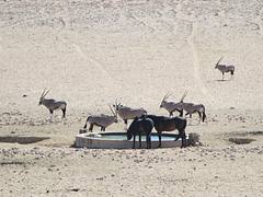Wild Horses and Gemsbok