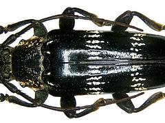 Tmesisternus schaumi schaumi Pascoe, 1867