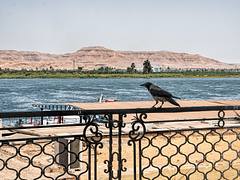 Cuervo en Luxor