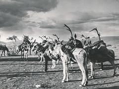Final de una montería (Sierra Morena)