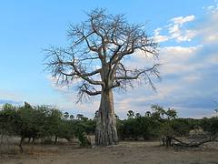 Baobab tree